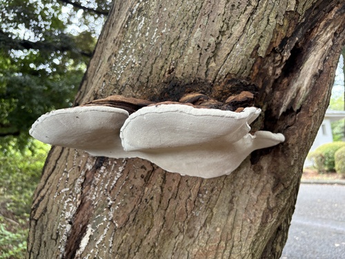 Ganoderma applanatum