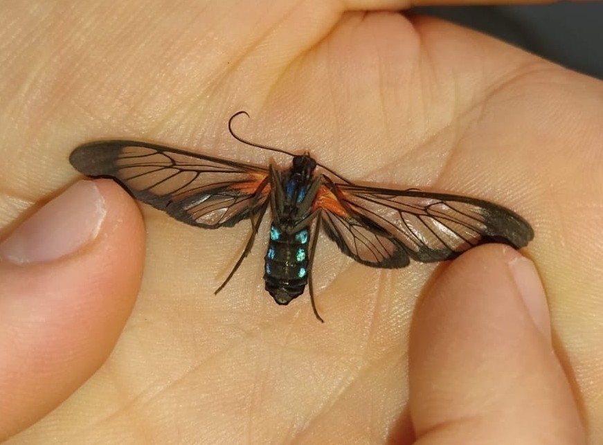 Cosmosoma telephus