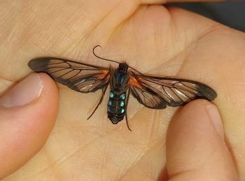 Cosmosoma telephus