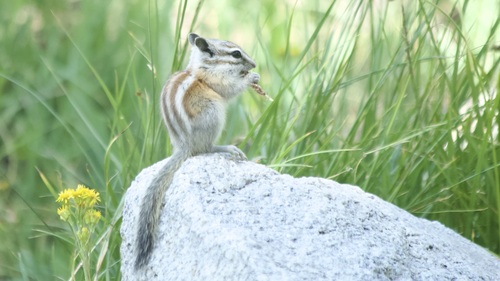 Alpine Chipmunk observed by samfellows566