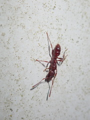 Austroponera castanea