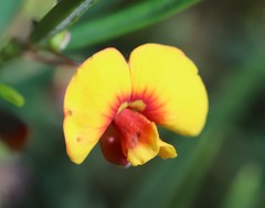 Bossiaea linophylla