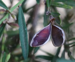 Bossiaea linophylla