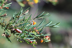 Bossiaea linophylla