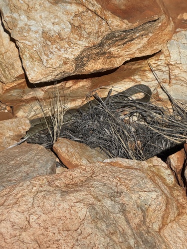 Mulga Snake sighting