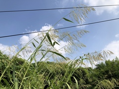 Sorghum arundinaceum