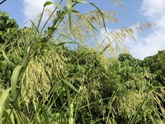 Sorghum arundinaceum