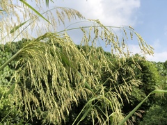 Sorghum arundinaceum