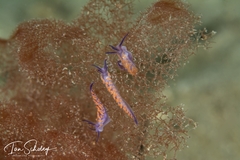 Flabellina