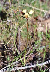 Diuris hazeliae