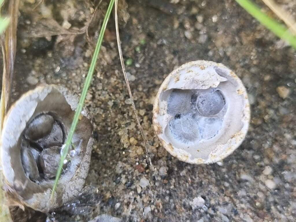 Cyathus olla · August 2025 · photo: © cesar383 (iNaturalist, cc-by-nc)