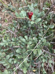 Schotia capitata