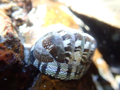 Sypharochiton