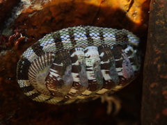 Sypharochiton