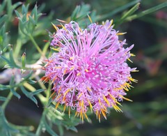 Isopogon dubius