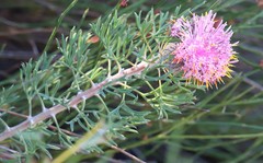 Isopogon dubius
