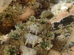 Acanthochitona zelandica