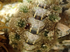 Acanthochitona zelandica