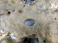 Onchidella nigricans