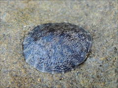 Onchidella nigricans