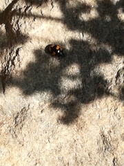 Ceratomegilla alpina