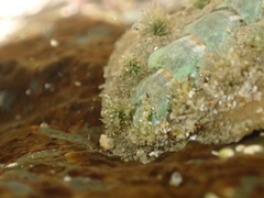 Acanthochitona zelandica