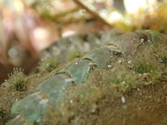 Acanthochitona zelandica