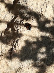 Ceratomegilla alpina