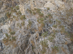 Peucephyllum schottii