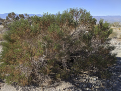 Peucephyllum schottii
