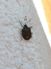 Holcostethus sphacelatus