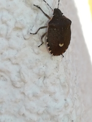 Holcostethus sphacelatus