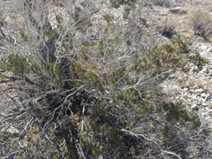 Peucephyllum schottii