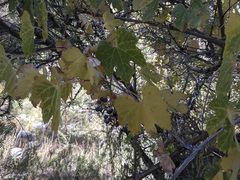 Vitis girdiana