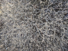 Eriogonum wrightii nodosum