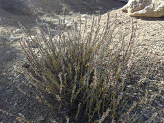 Eriogonum wrightii membranaceum