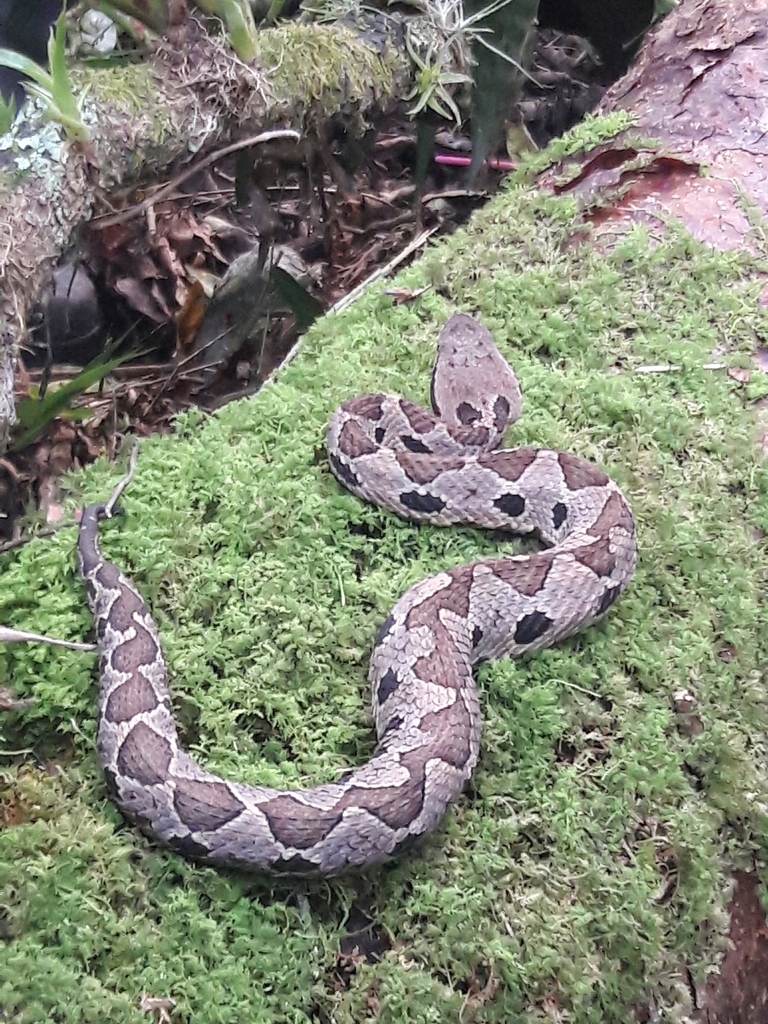 Mexican Jumping Pit Viper from Xicotepec, Pue., México on October 21
