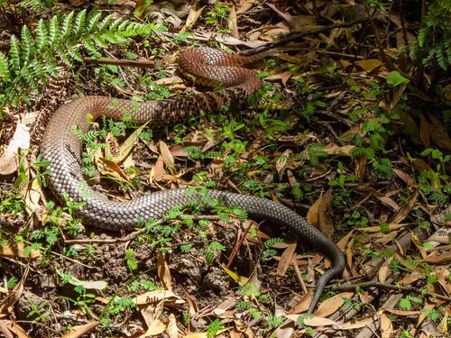 Tiger Snake sighting