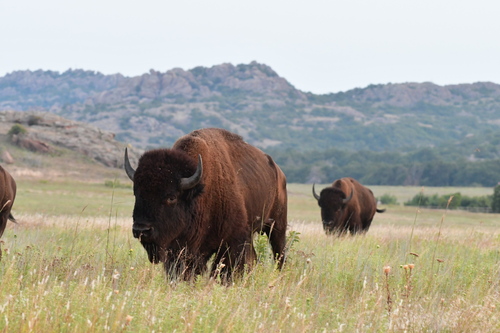 American Bison photographed in Oklahoma