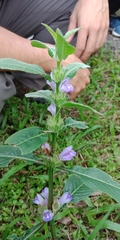 Hygrophila pogonocalyx
