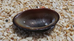 Barbatia amygdalumtostum
