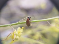 Lydomorphus brittoni