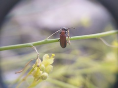 Lydomorphus brittoni