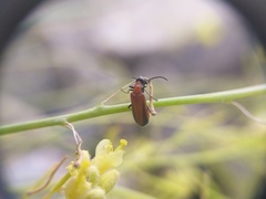 Lydomorphus brittoni