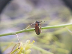 Lydomorphus brittoni