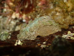 Acanthochitona zelandica