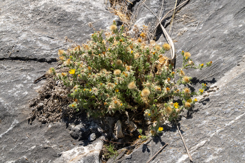 Heterotheca monarchensis