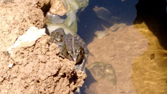 Pelophylax bedriagae