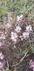 Lachenalia contaminata