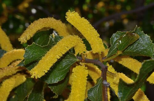 Sandpaper Wattle (Acacia denticulosa)